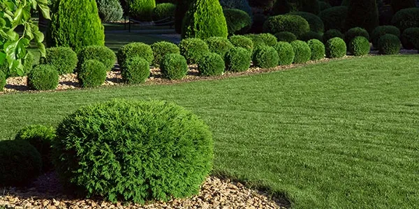 lawn